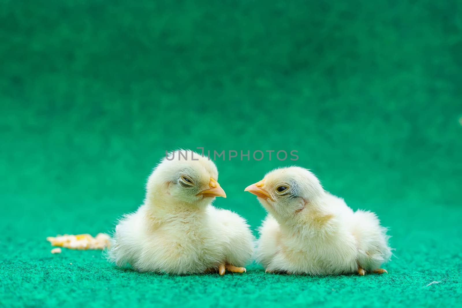 The yellow serama chicks on a artificial grass background.