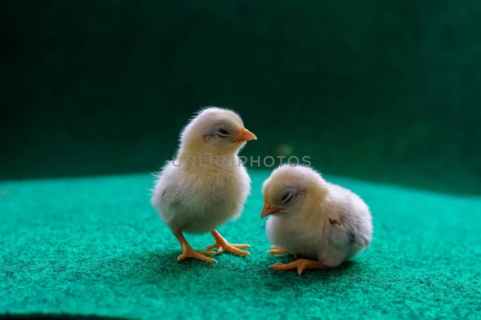 The yellow serama chicks on a artificial grass background.