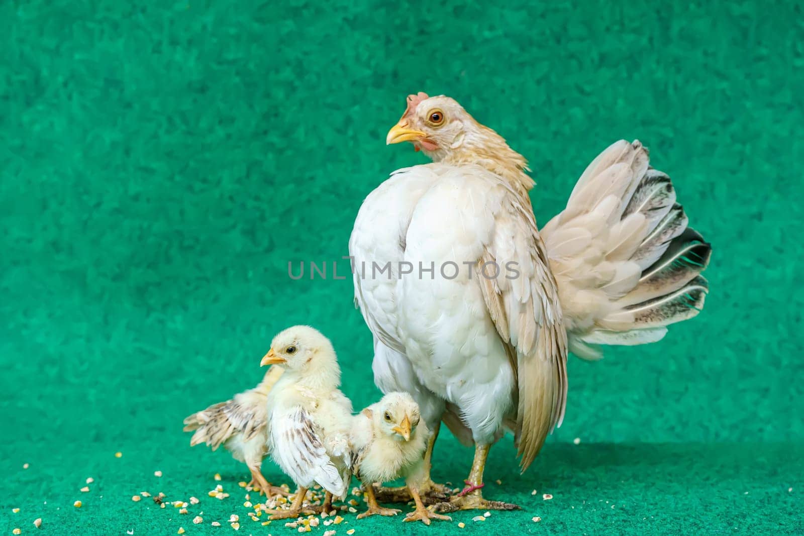 The hen and the yellow serama chicks on a artificial grass background.