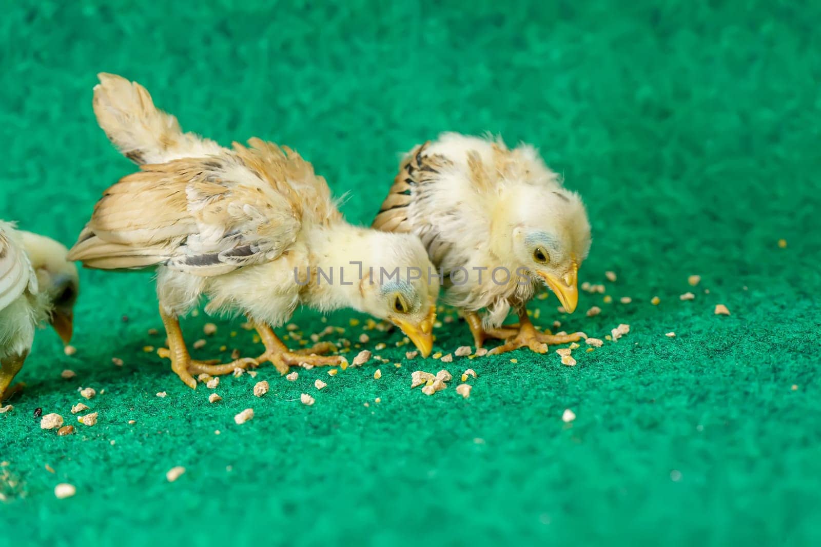 The yellow serama chicks on a artificial grass background.