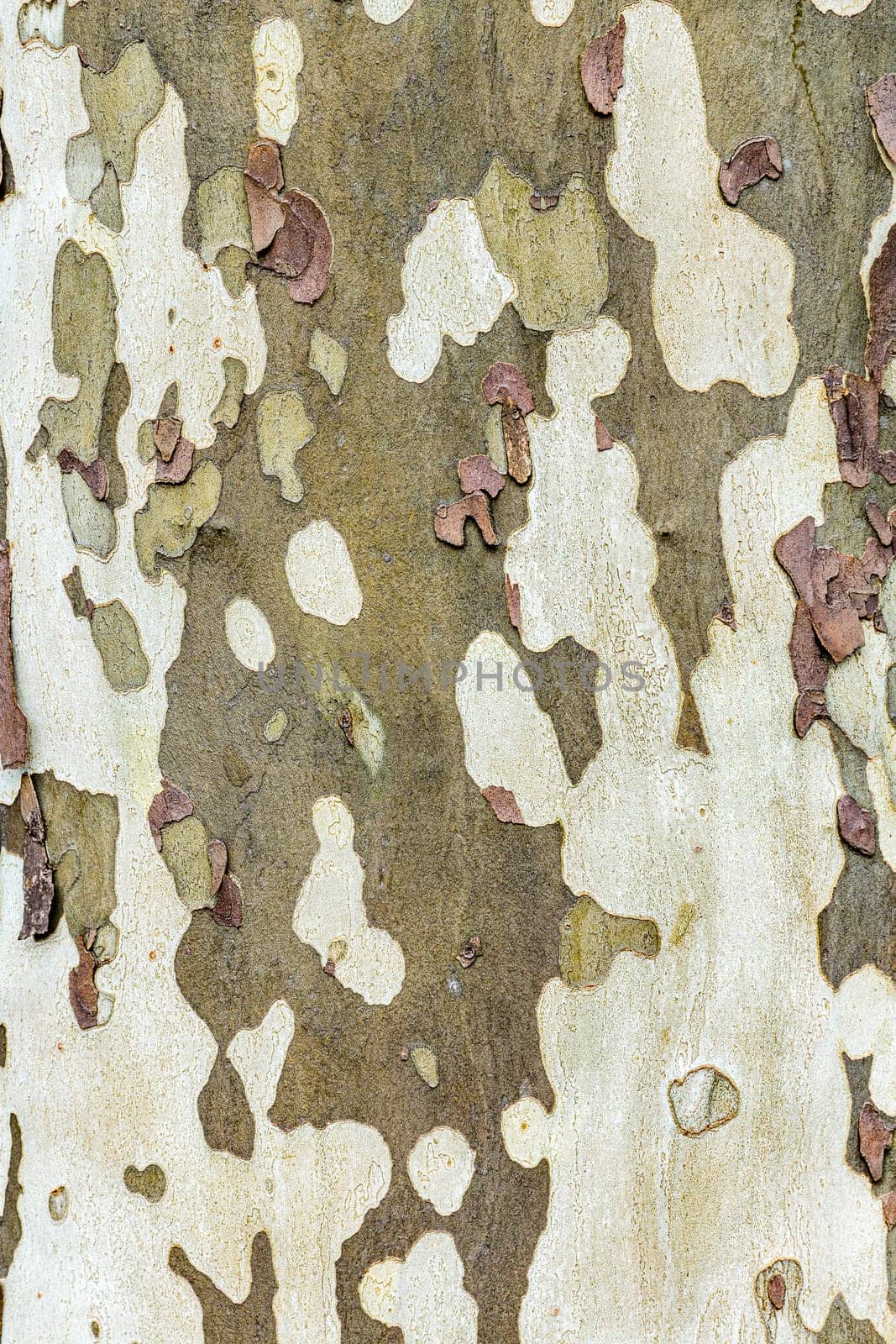 pattern of plane tree bark as harmonic camouflage background