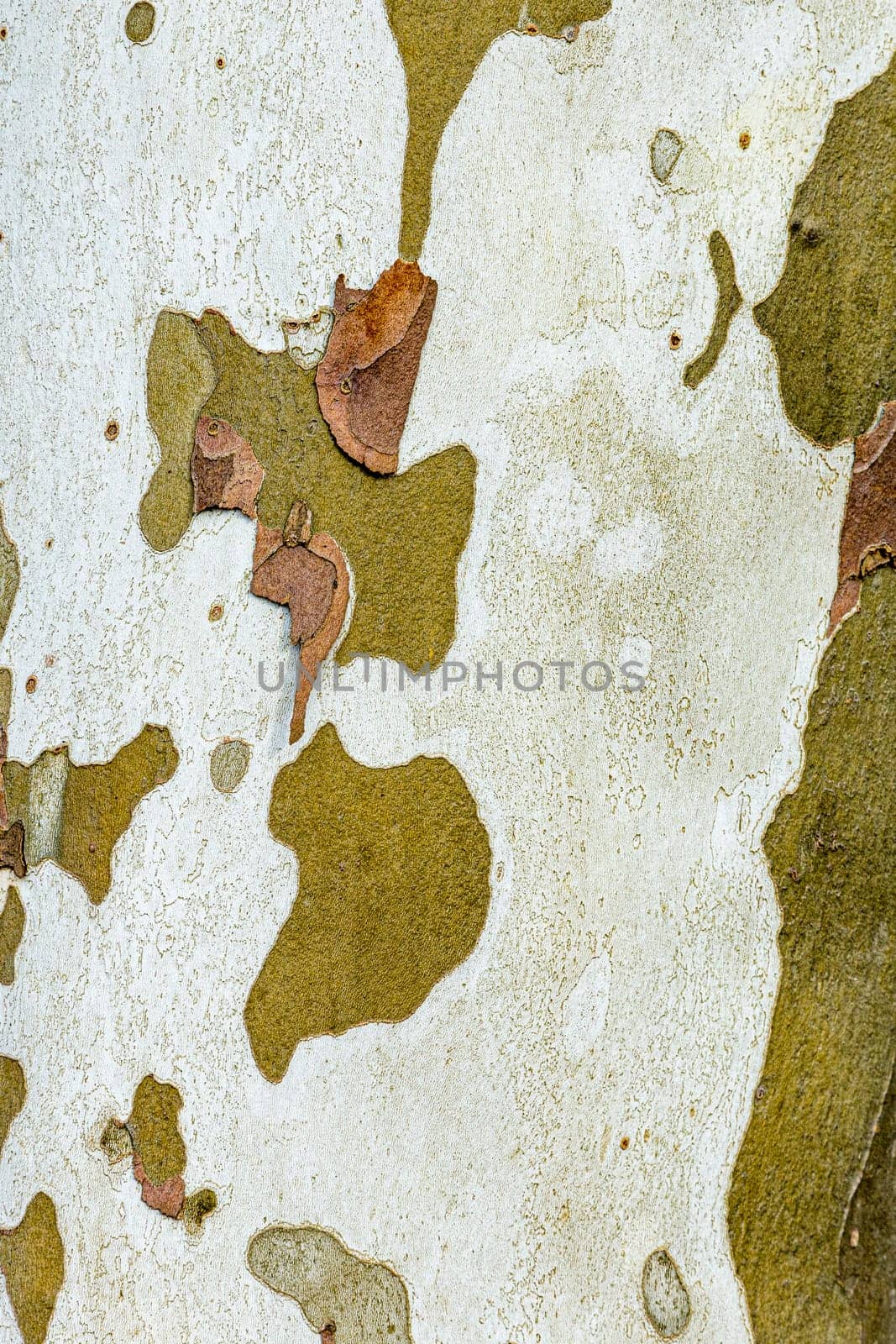 pattern of plane tree bark as harmonic camouflage background