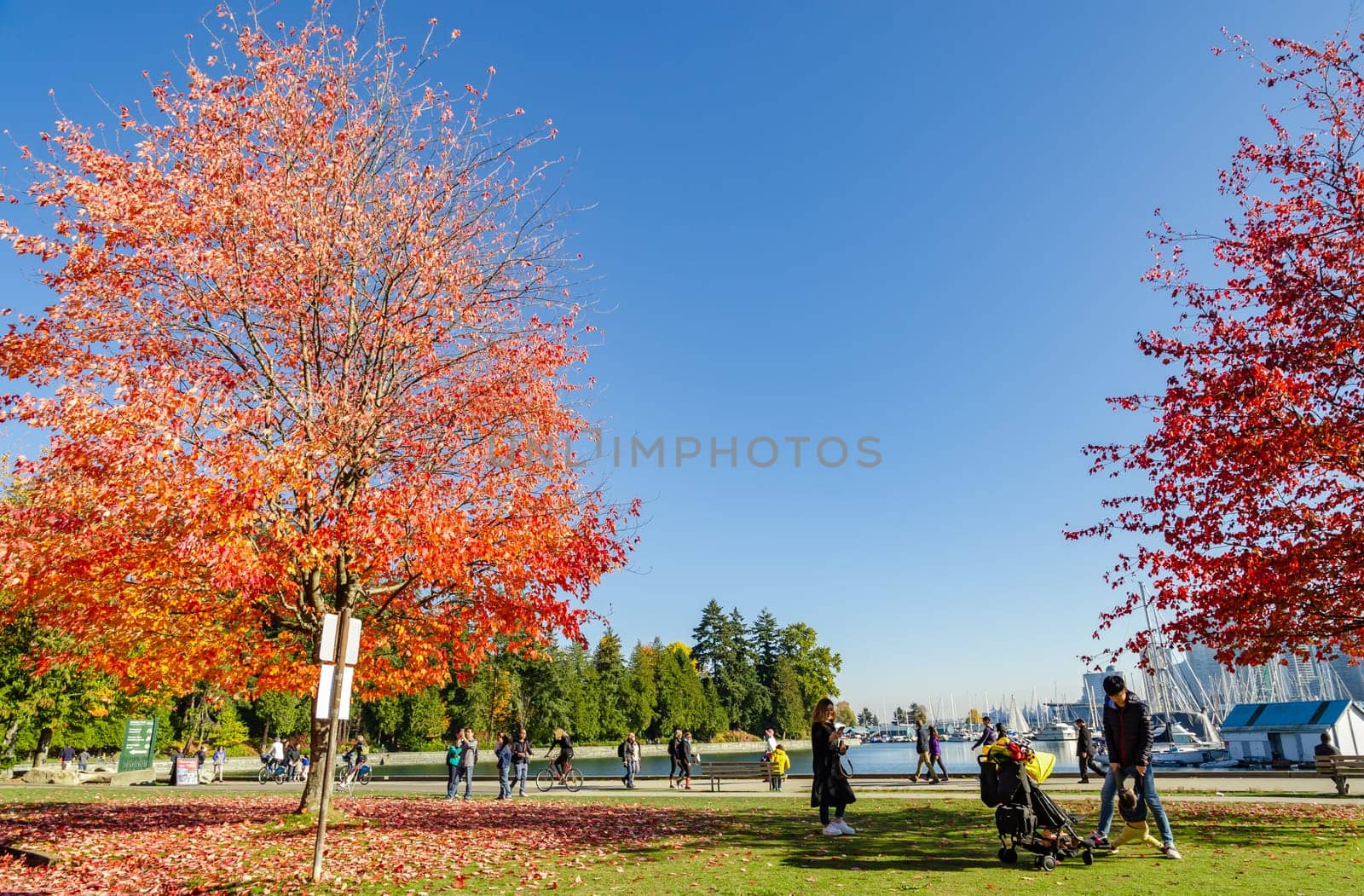 Vancouver, Canada - October 20,2018: Unidentified tourists at Stanley Park with autumn color of Maple trees in Vancouver, British Columbia, Canada.