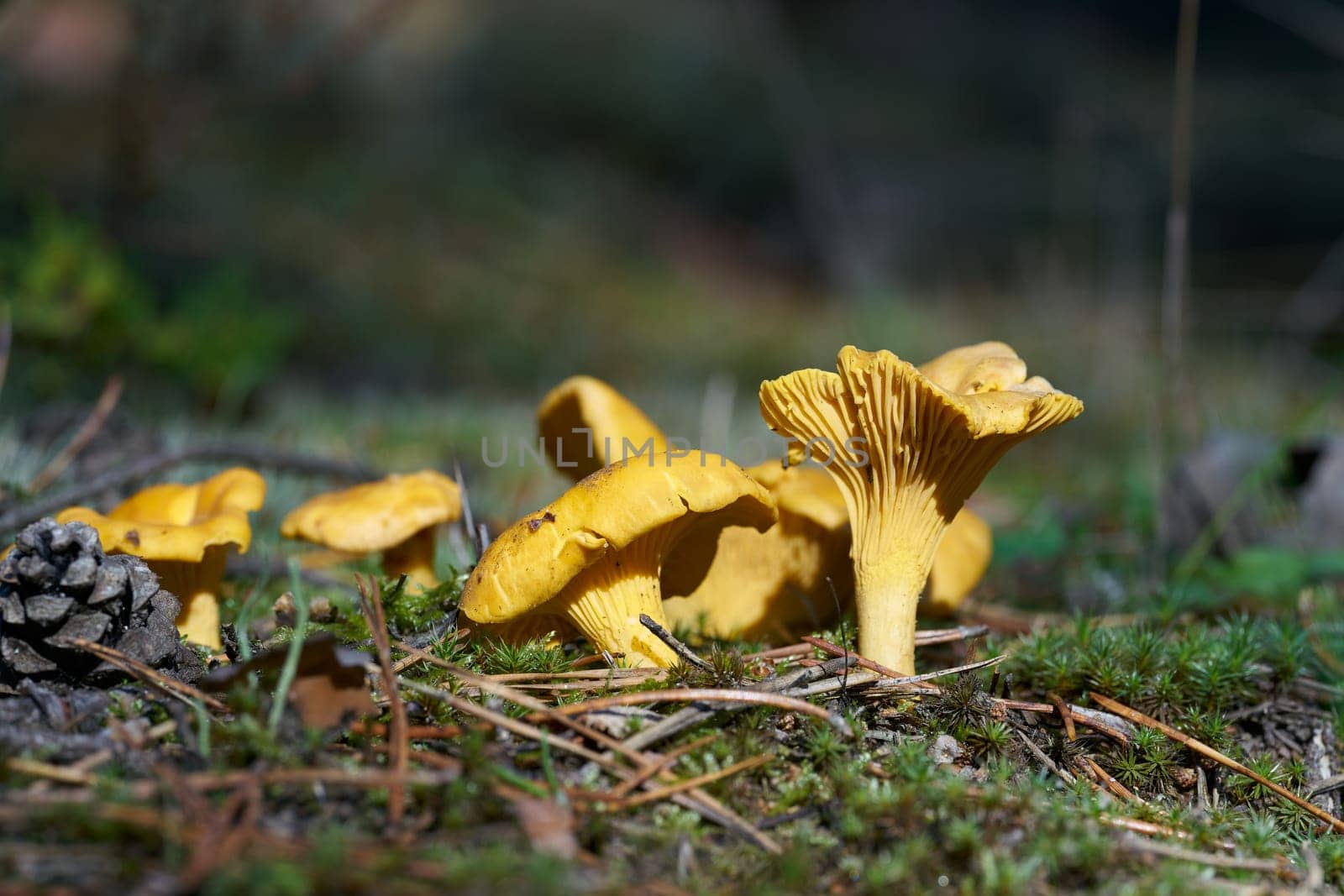 Chanterelles (Cantharellus cibarius) on the ground in a forest in autumn