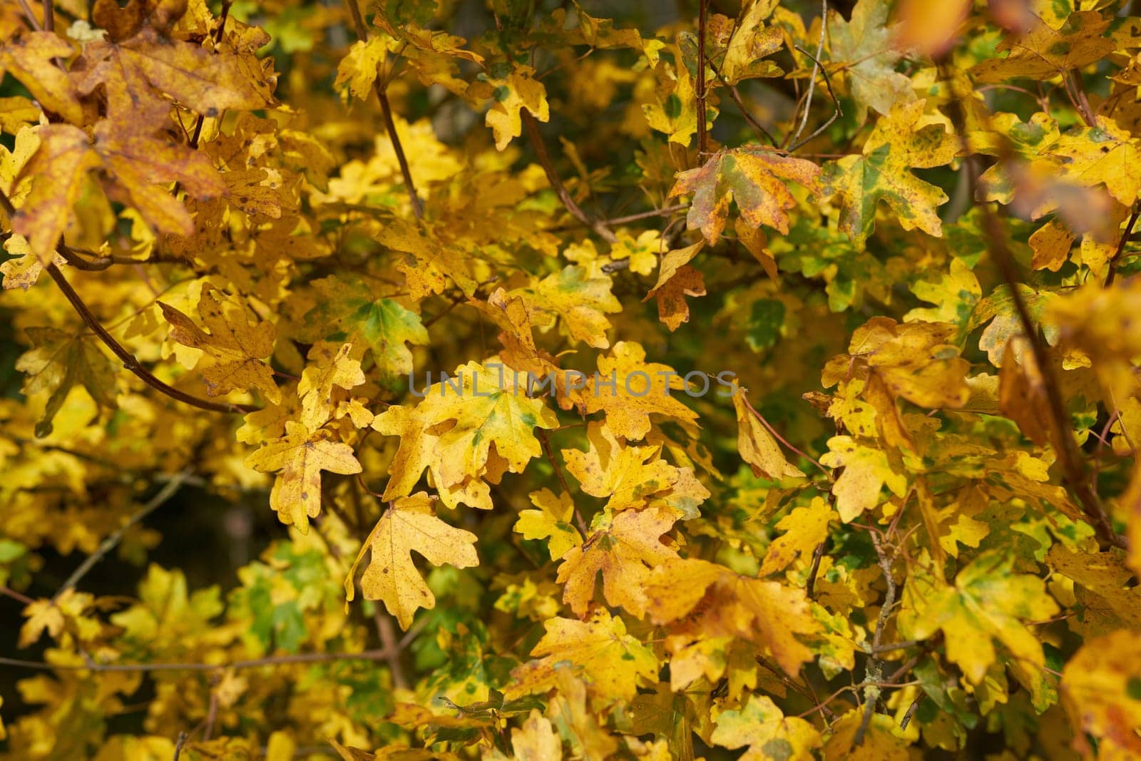 Leaves of a field maple (Acer campestre) with autumn coloration