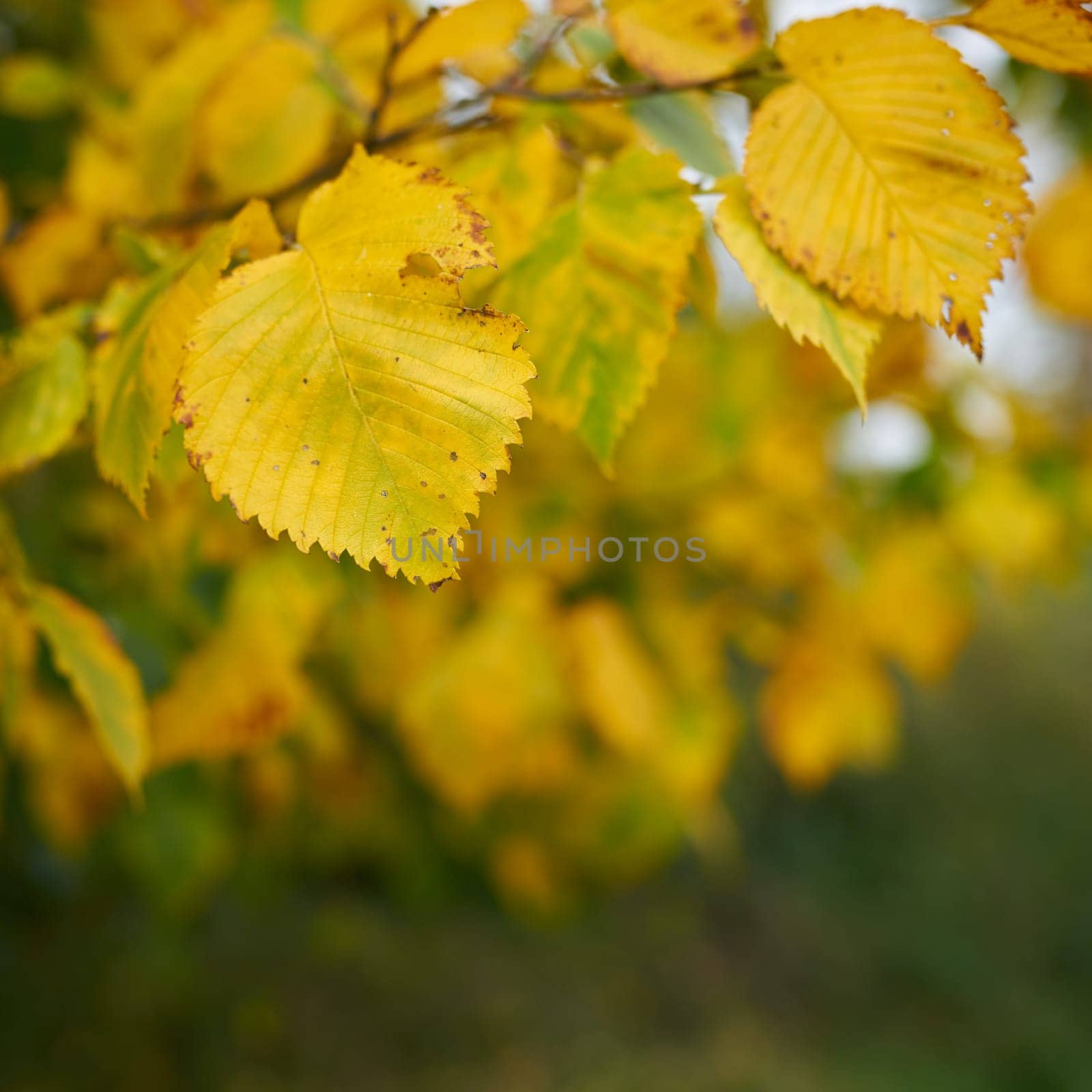 Leaves of a European white elm (Ulmus laevis) with autumn color in forest with space for text