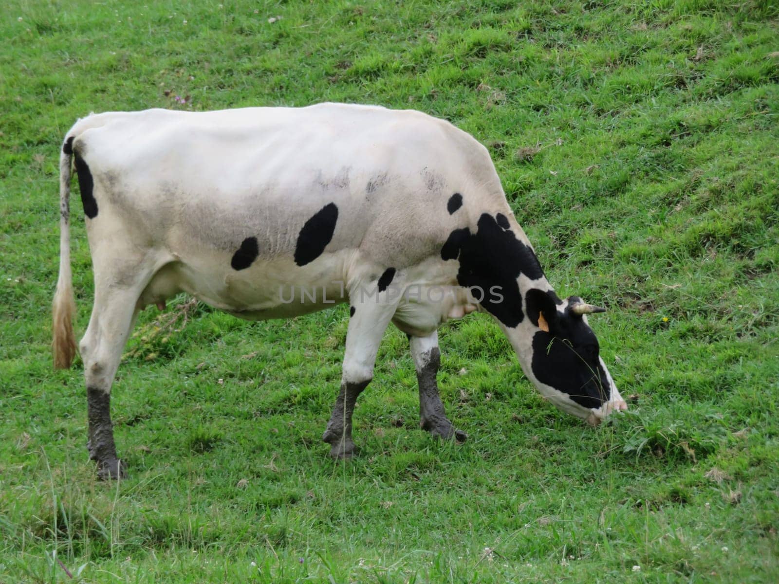 beautiful cows meadows pasture animals herbivorous farm