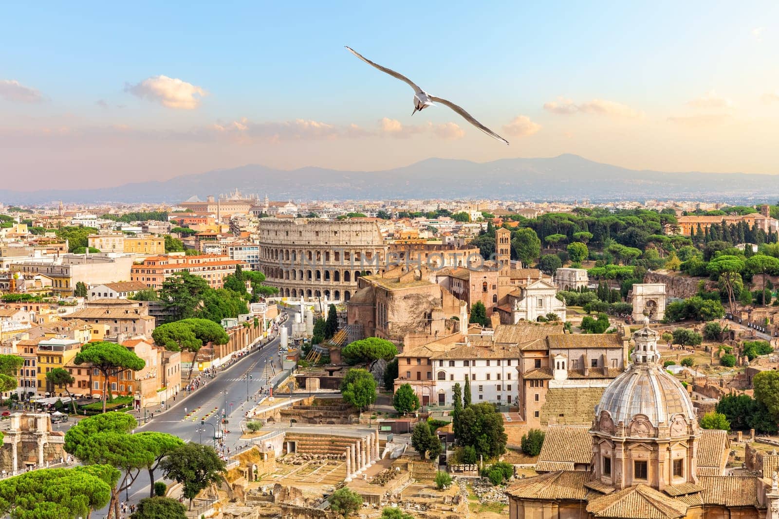 A seagull flies by the Forum, Capitoline Hill, Coliseum, Rome, Italy.
