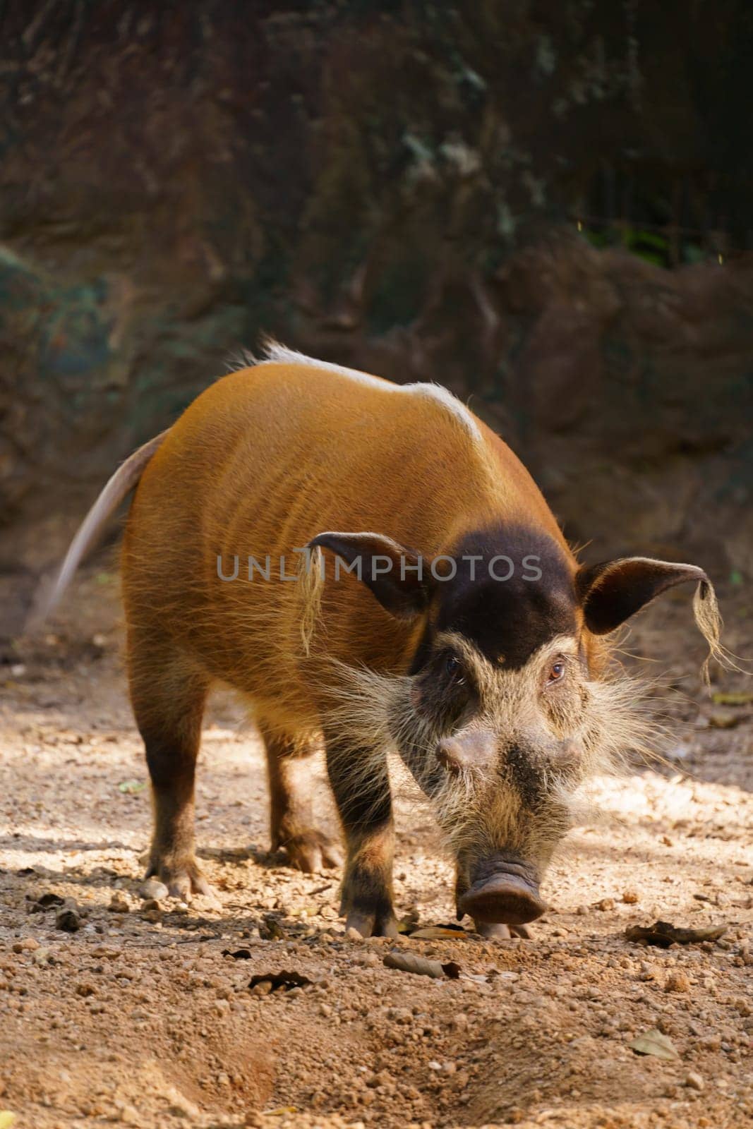 red river hog  in zoo