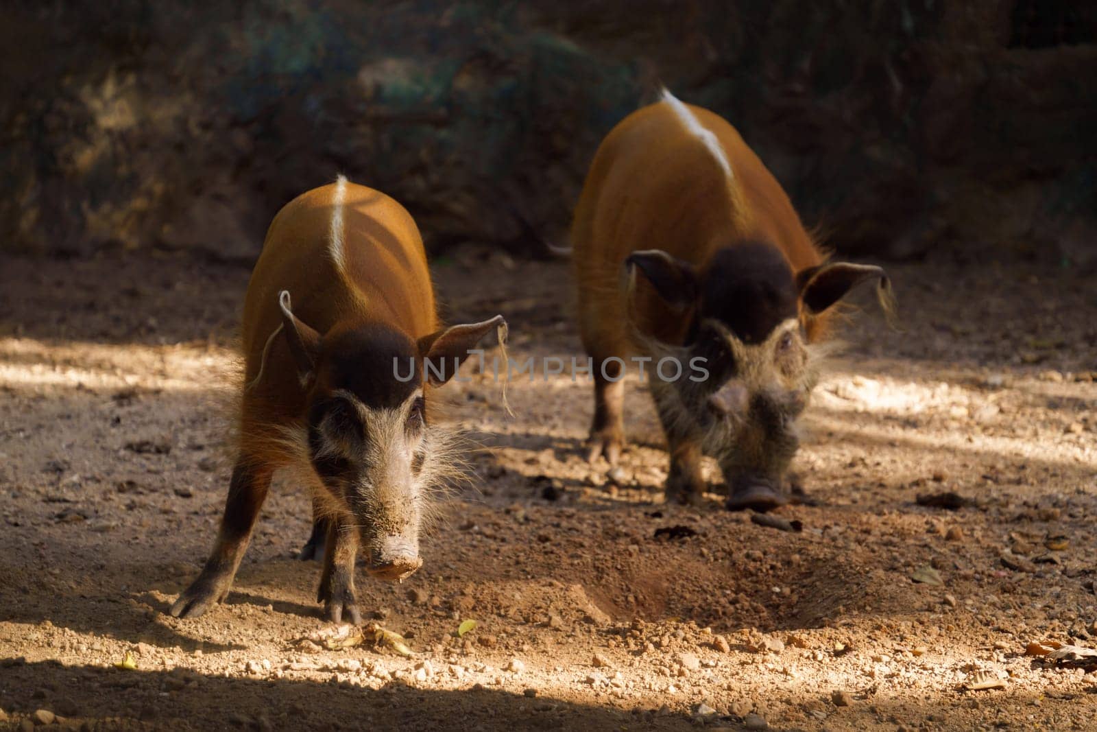 red river hog  in zoo
