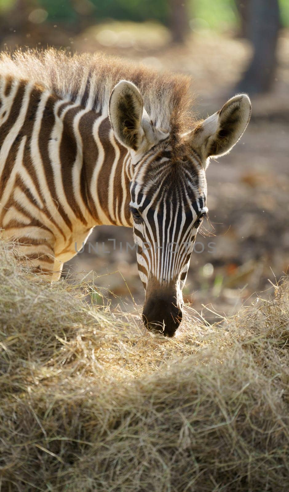 young zebra eating dried grass in zoo