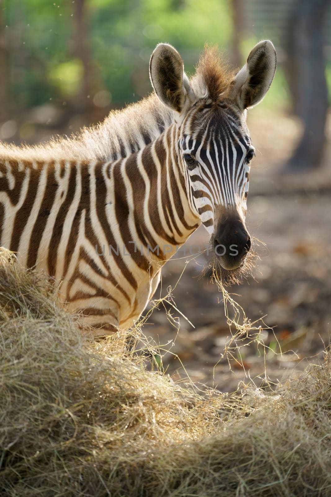 young zebra eating dried grass in zoo
