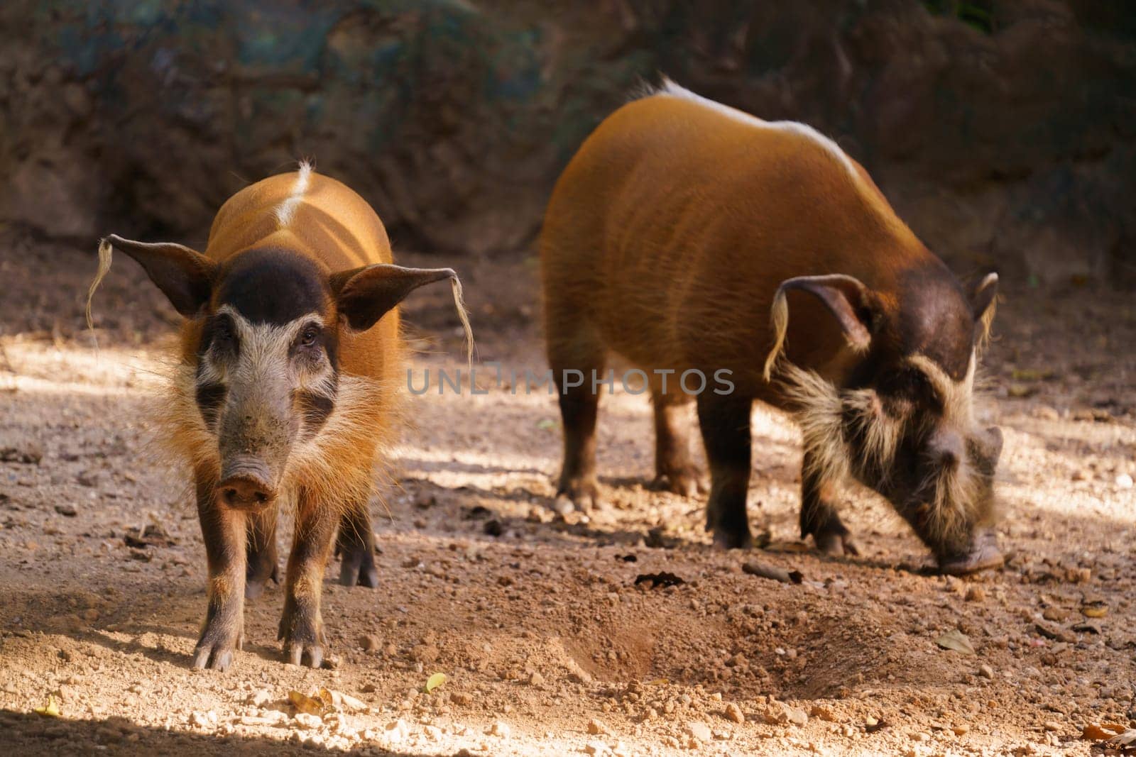 red river hog  in zoo