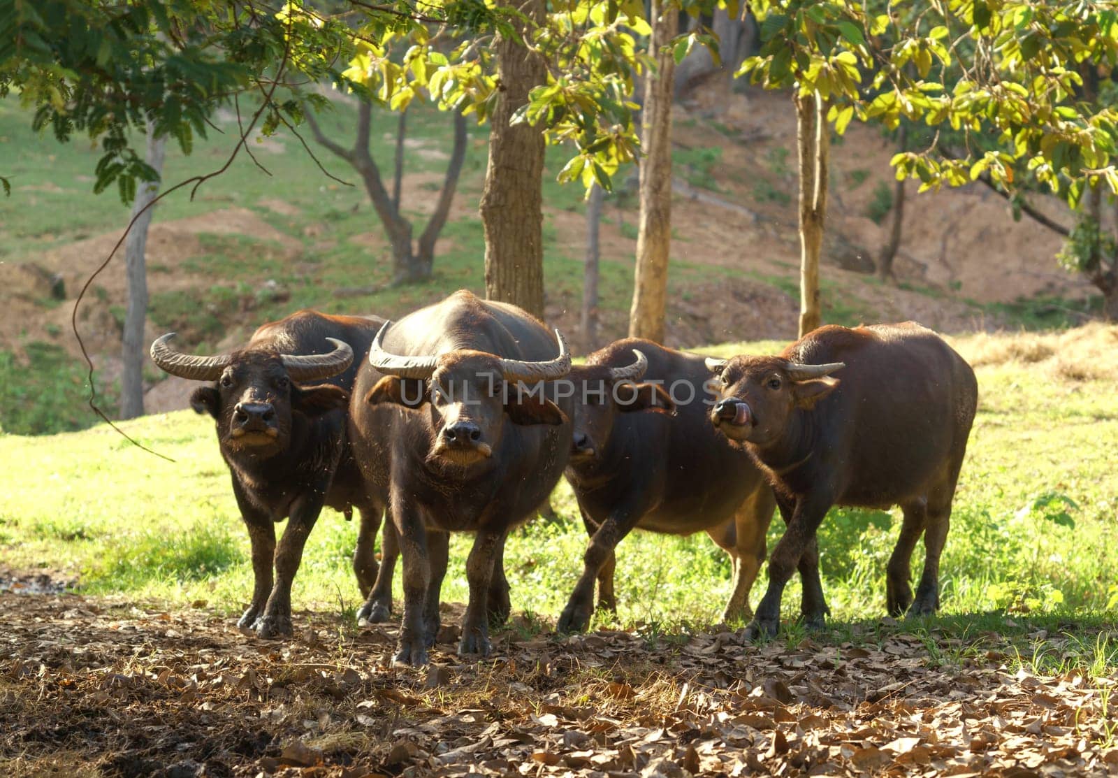 group of water buffalo in zoo