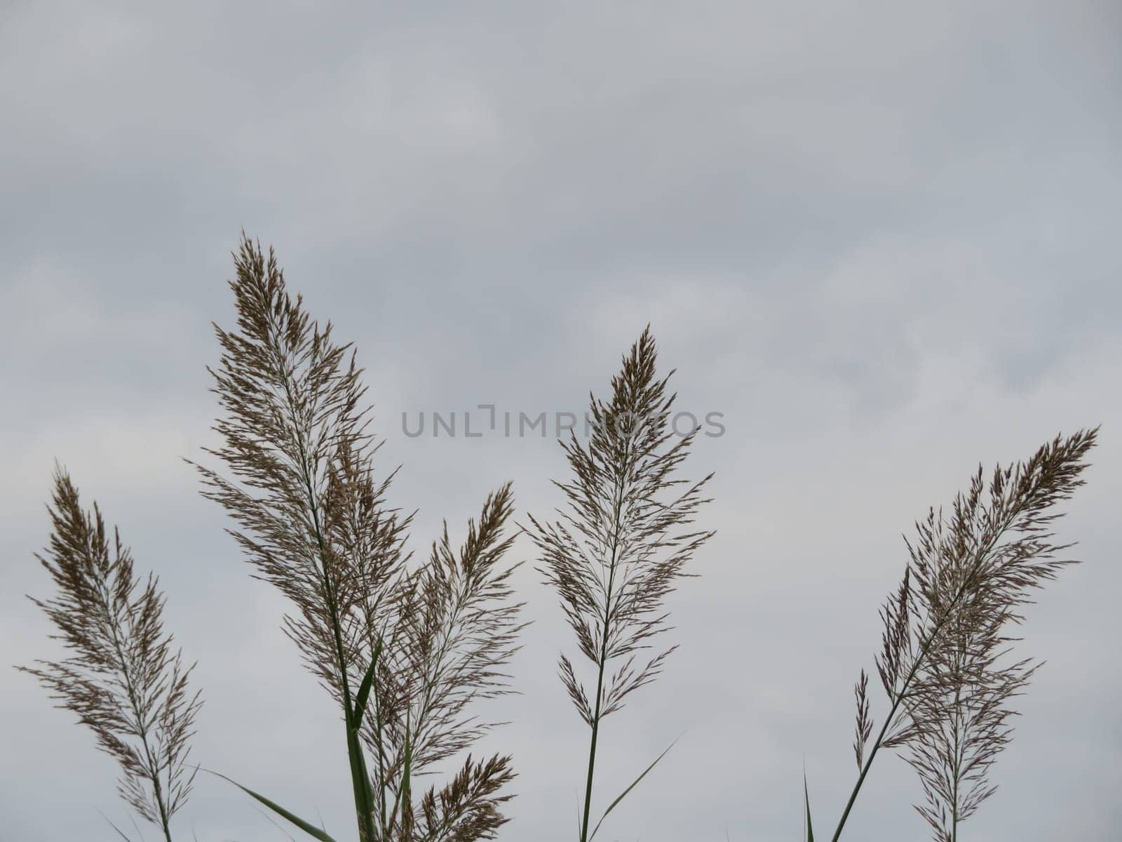 beautiful invasive Argentina grass large resistant dangerous