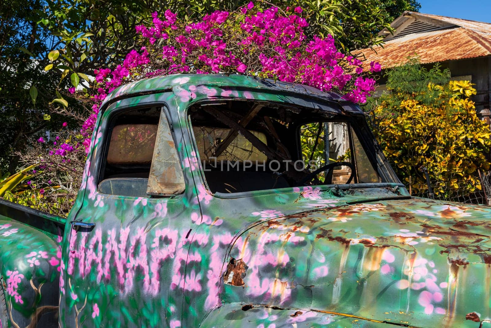 Hanapepe, Kauai - 2 February 2025: A vintage truck covered in flowers adds a pop of color to the charming streets of Hanapepe, Kauai.