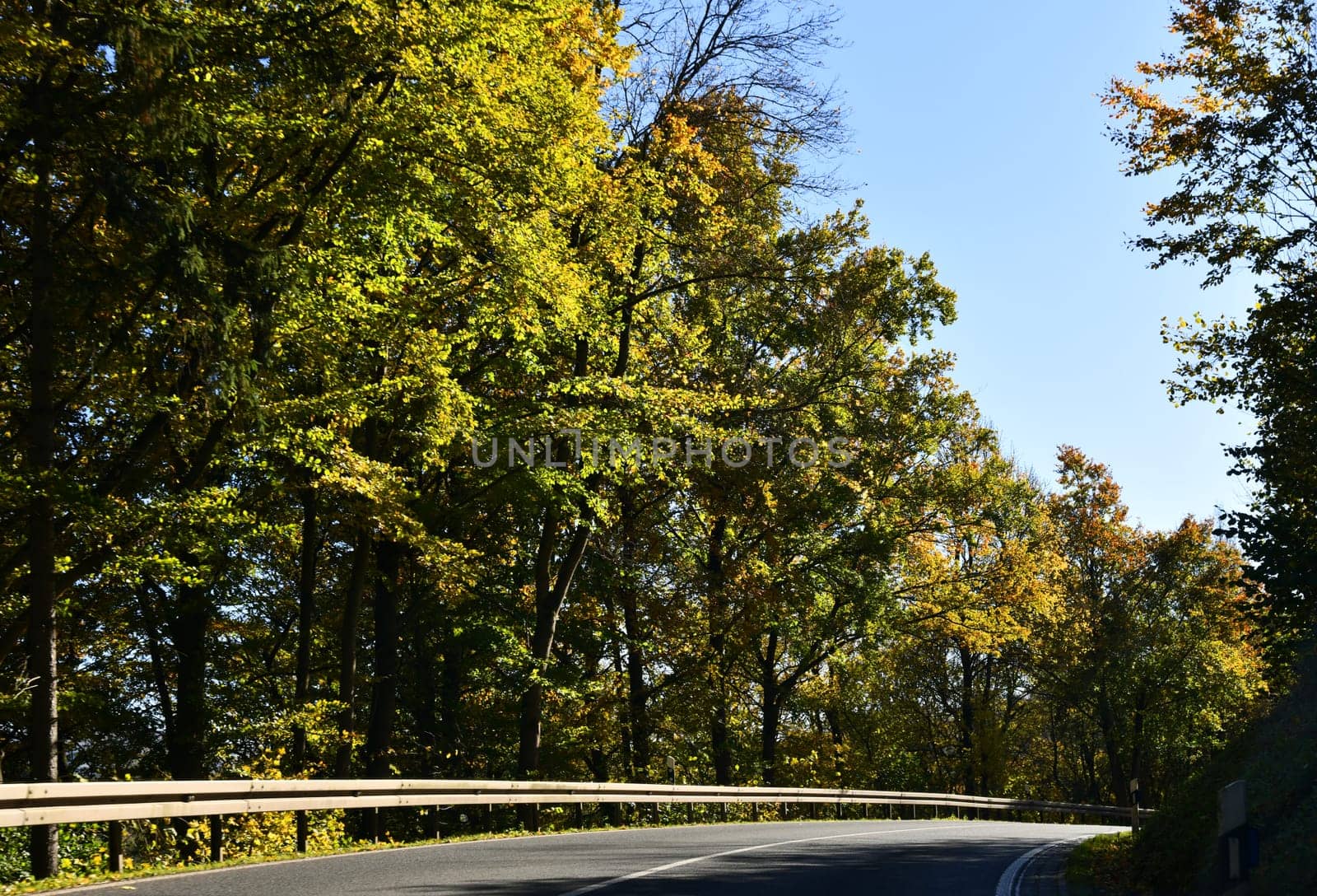 road with brightly colored trees