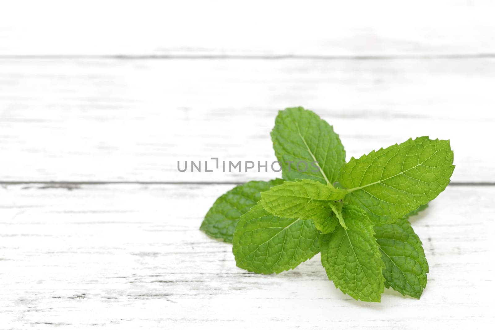 Fresh Mint leaf on a white wooden table. Studio shot of Peppermint herb with copy space.