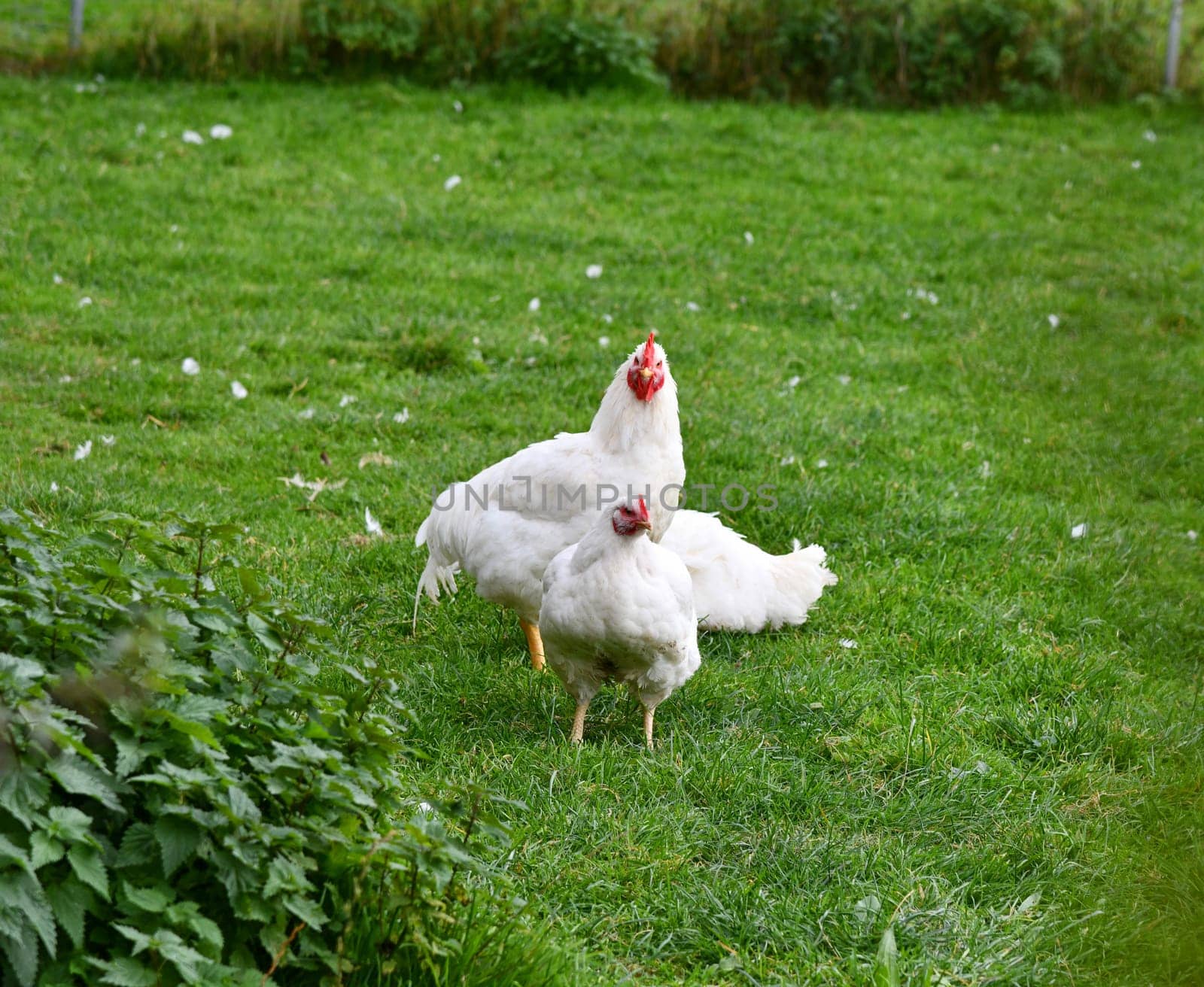Chickens on the green meadow