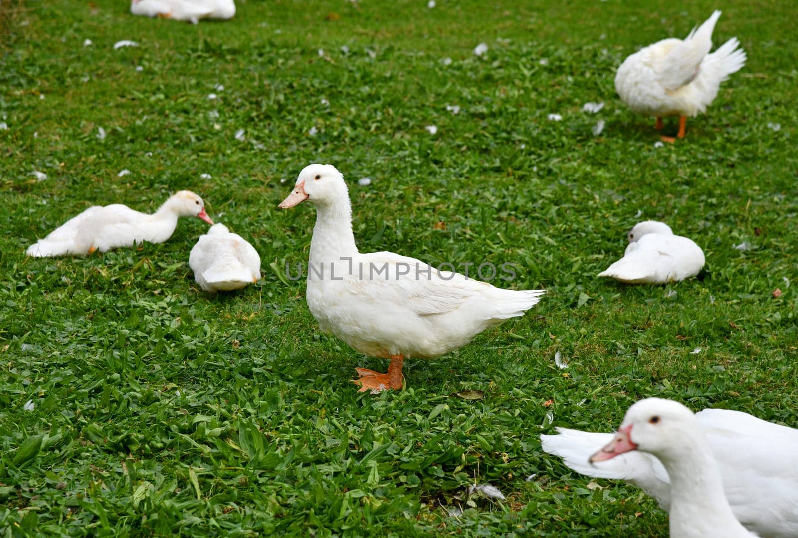 Ducks on the green meadow