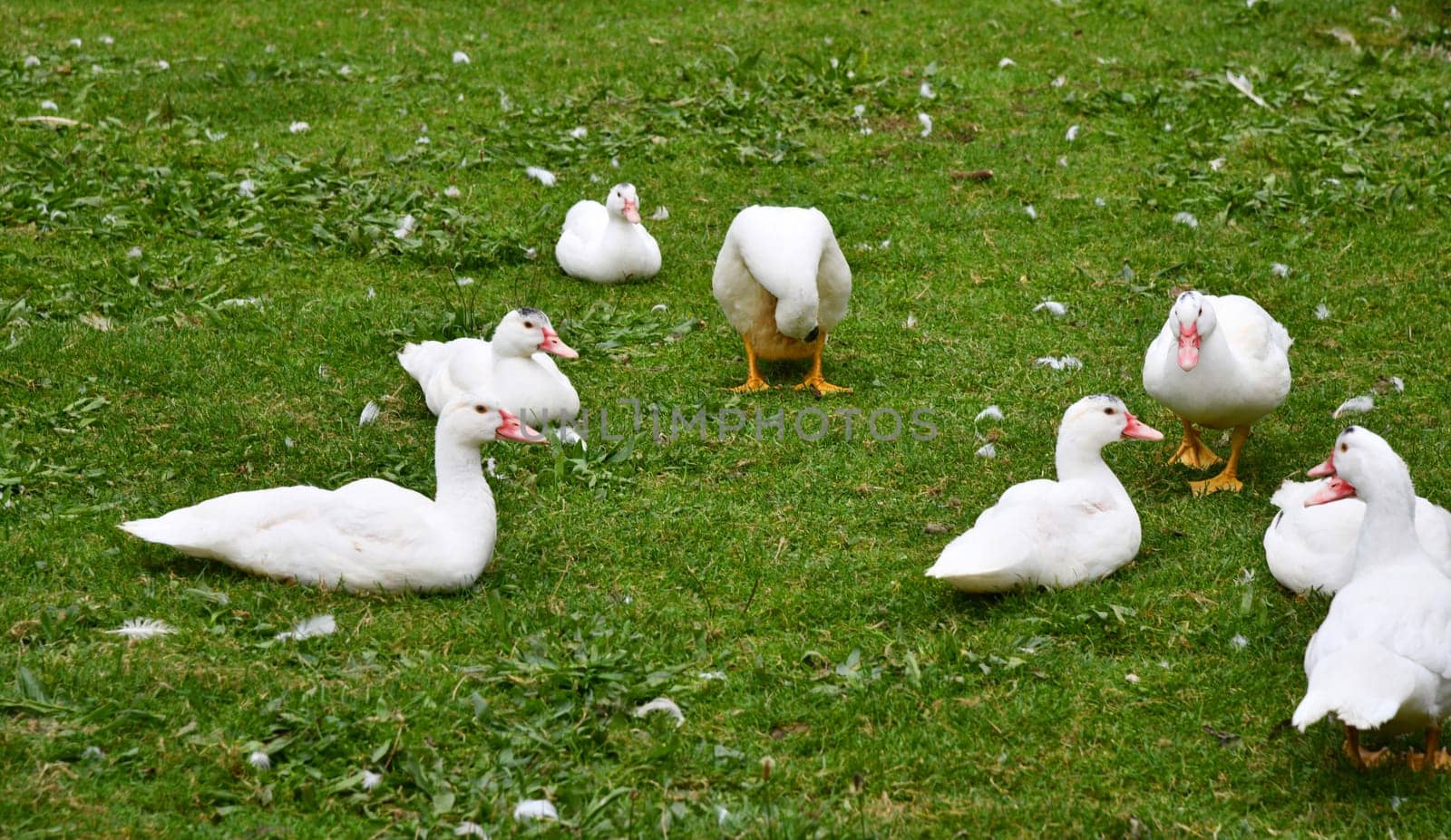 Ducks on the green meadow