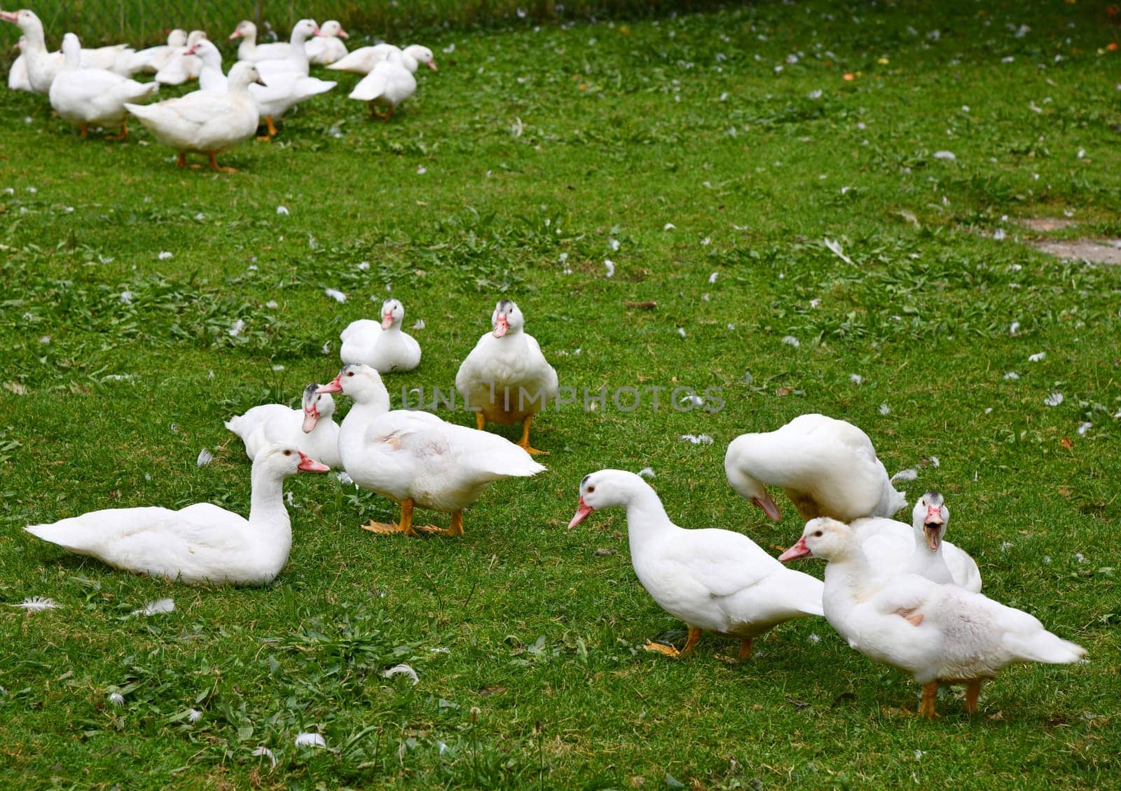 Ducks on the green meadow