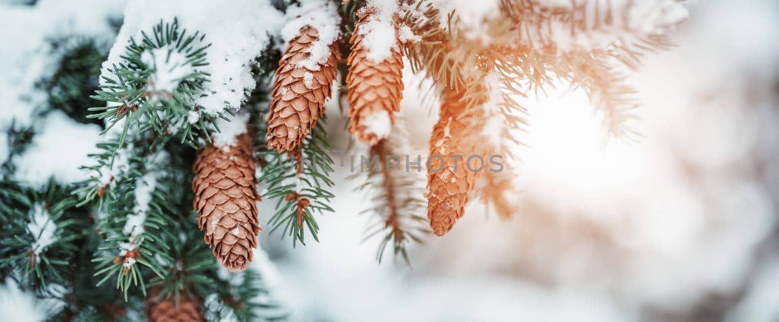 Closeup view of the fir branch with cones in sunlight in winter. Spruce tree with snow on the twigs.