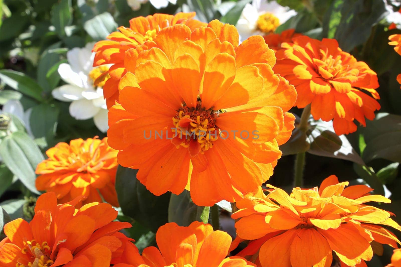 Bright orange marigold plants in the summer sun.