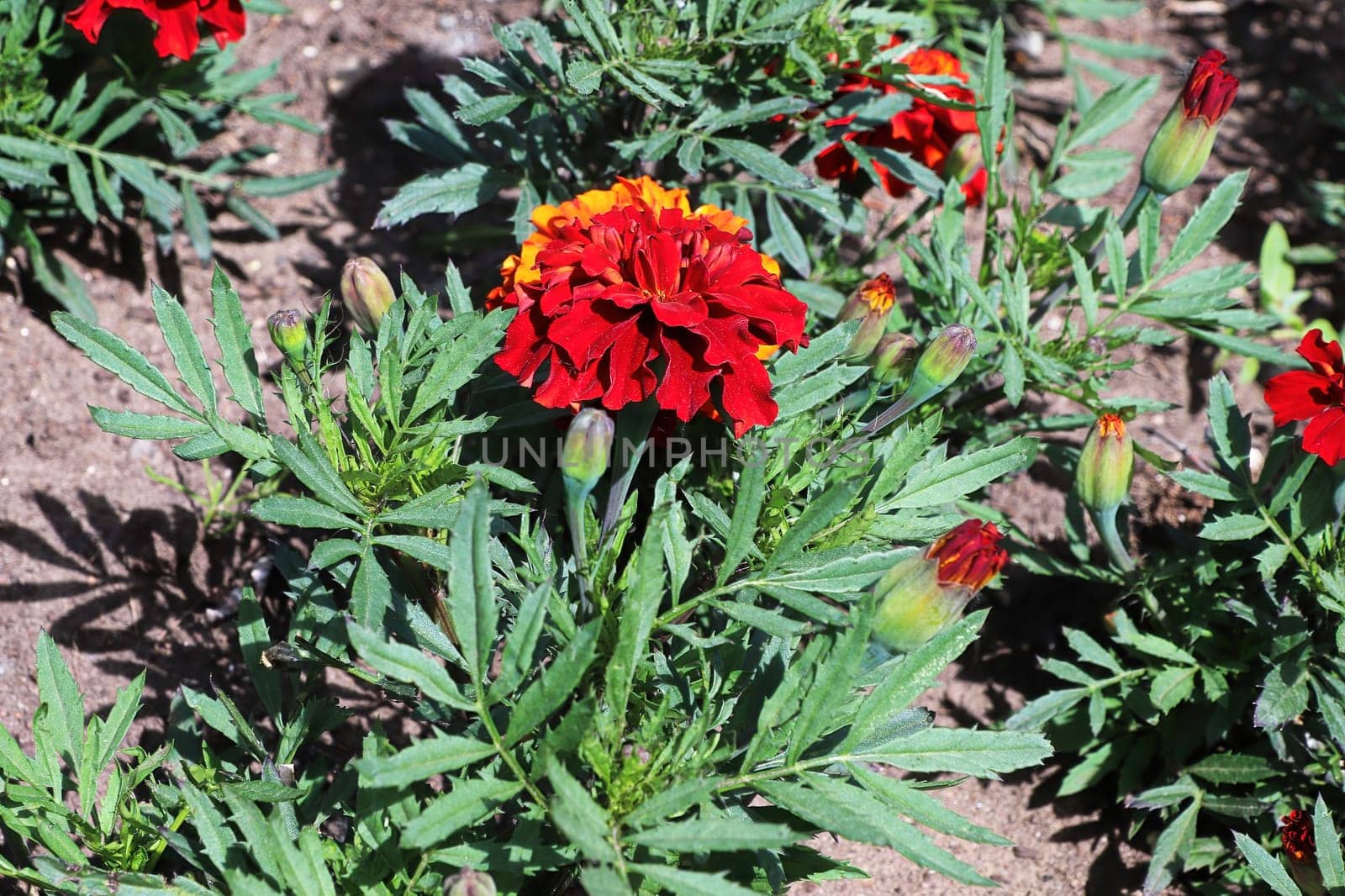 Red and orange marigold plants growing in soil.