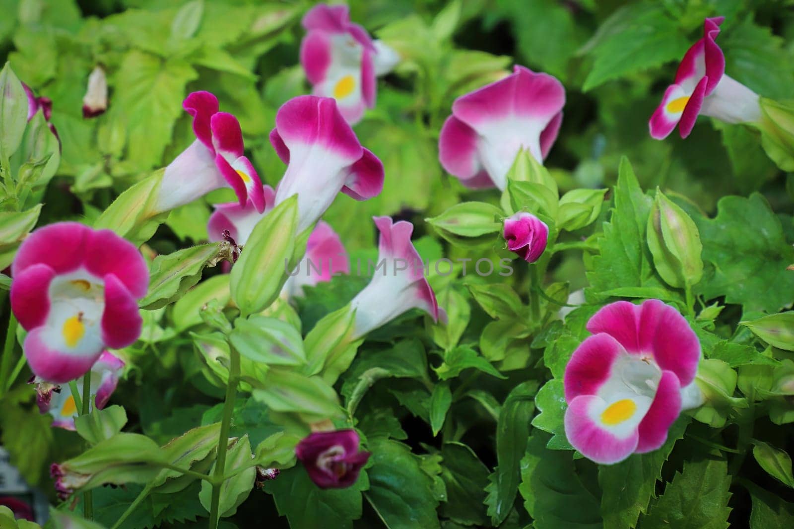 Closup of open pink and white Wishbone flower blossoms.