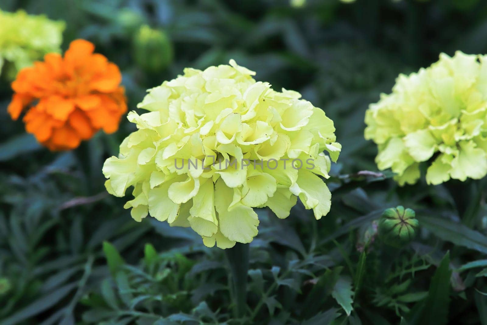 Closeup of yellow and orange marigold flowers in bloom.