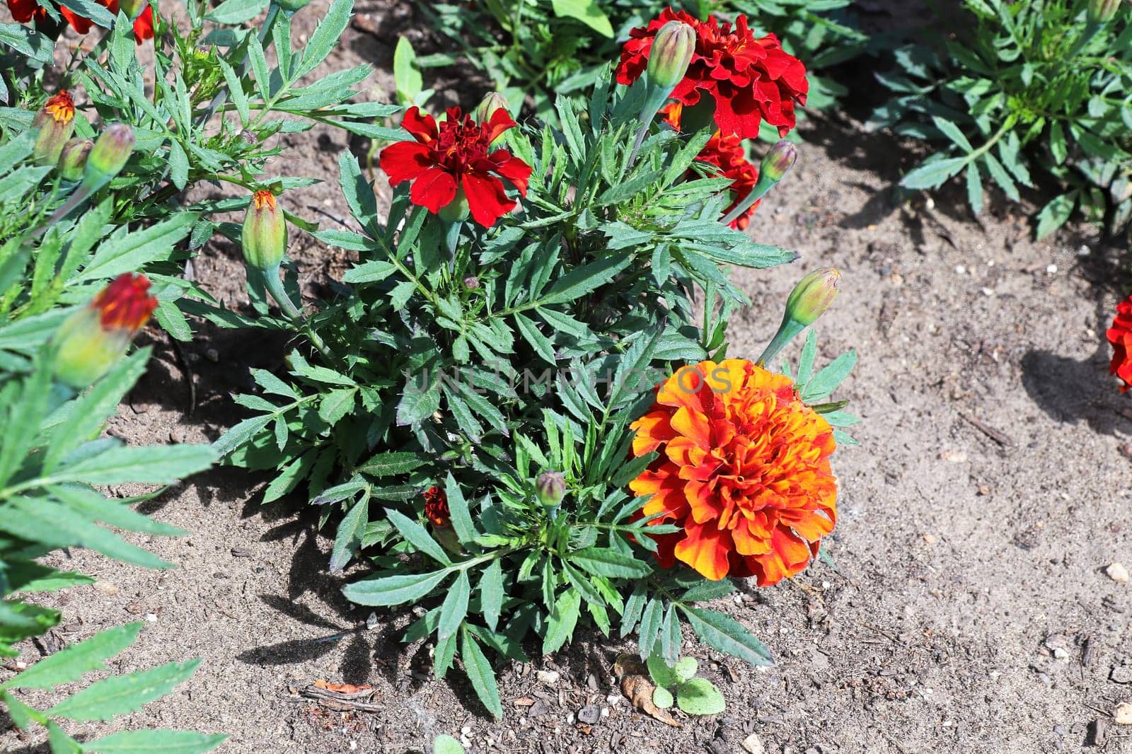 Red and orange marigold plants growing in soil.