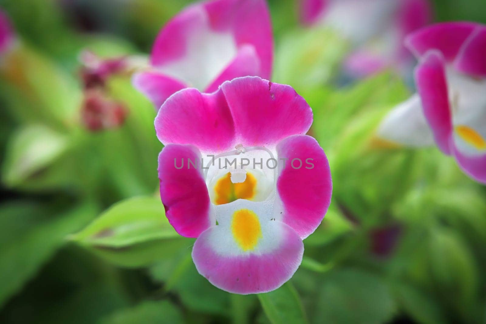 Macro of a pink and white Wishbone flower.