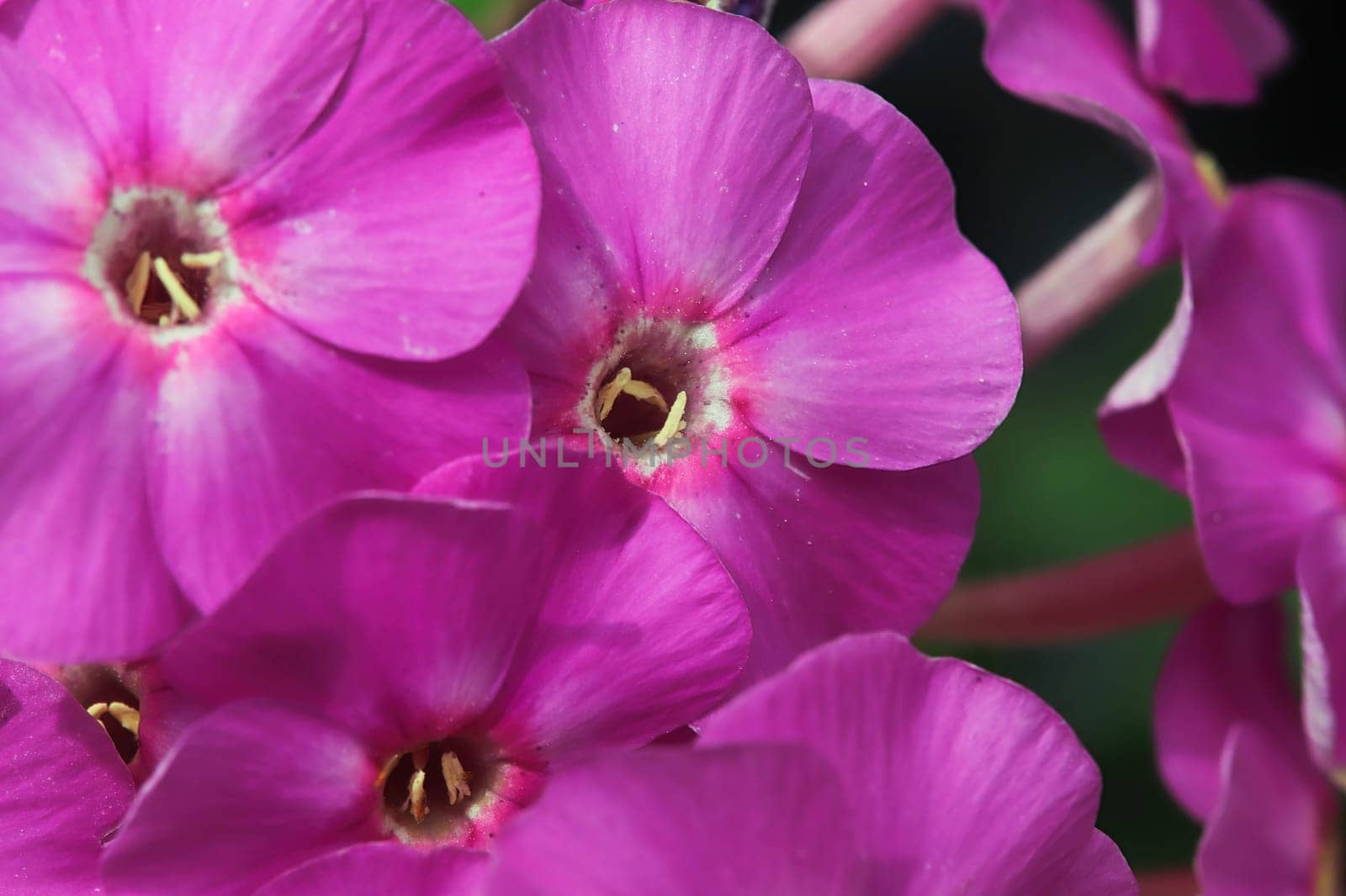 Macro of the centers of phlox flowers.
