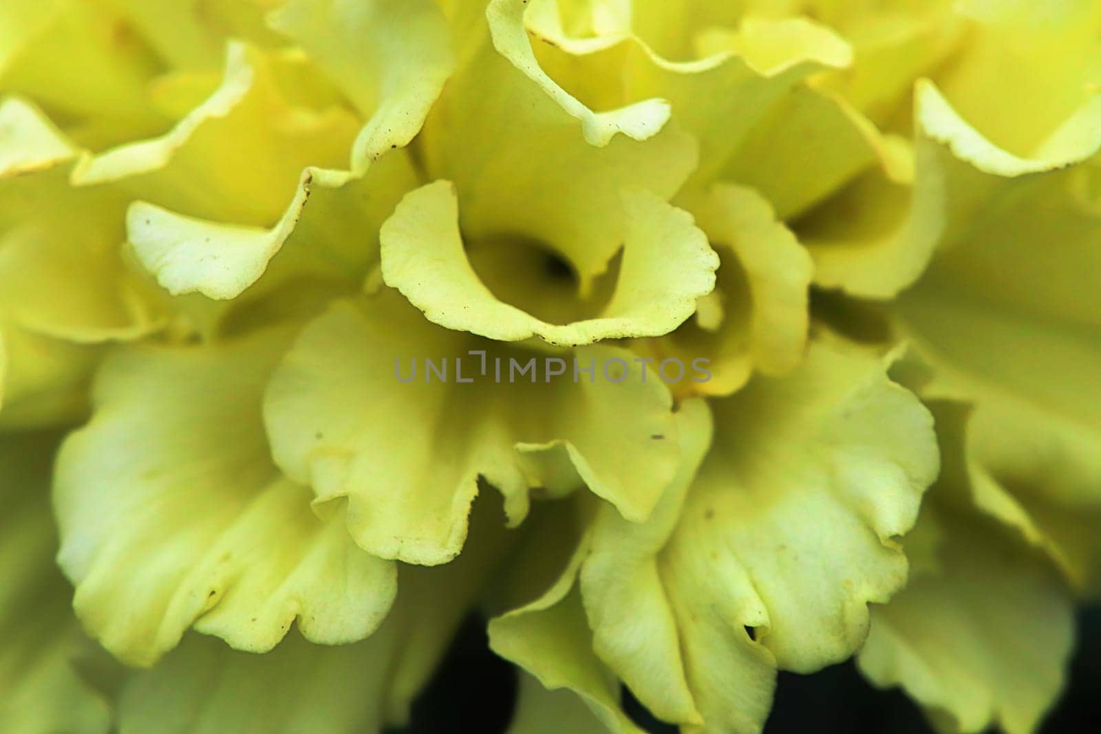 Macro of a yellow marigold flower head.