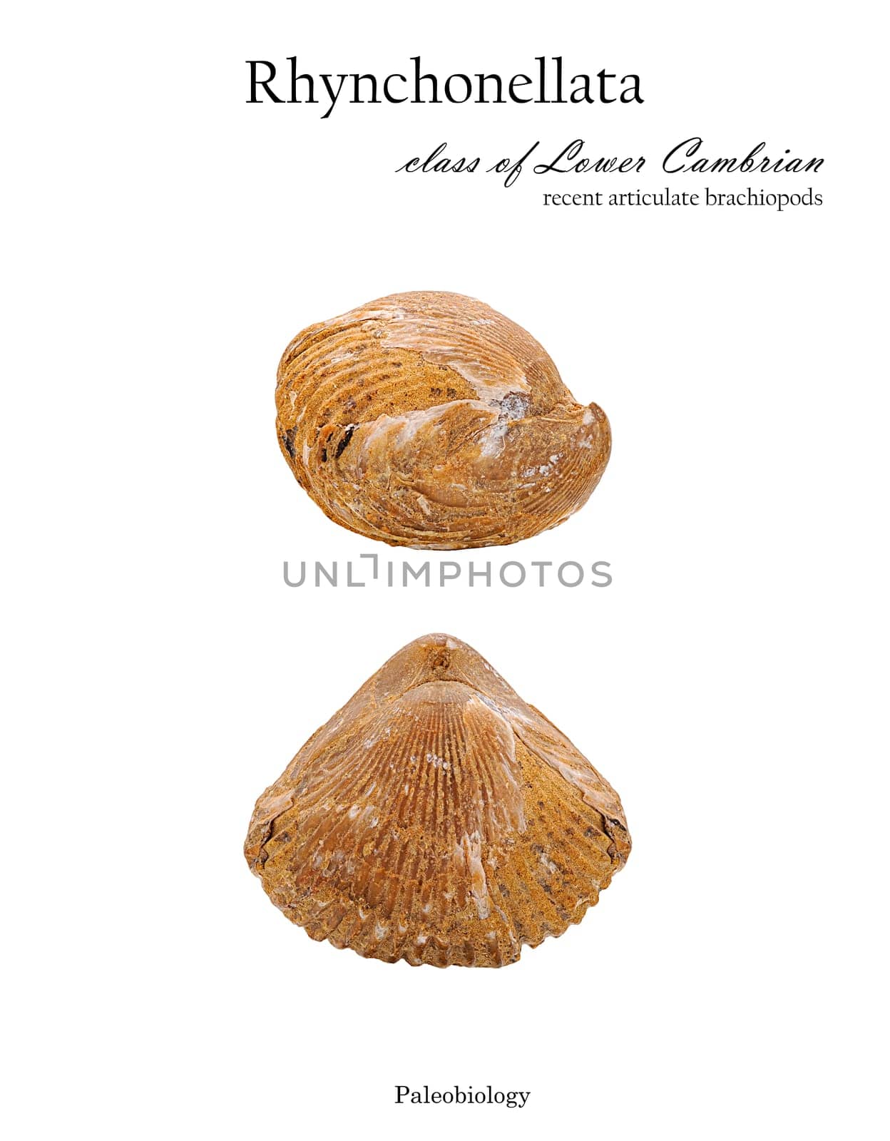 Fossil shell of mollusc Rhynchonellata isolated top and side view isolated on white