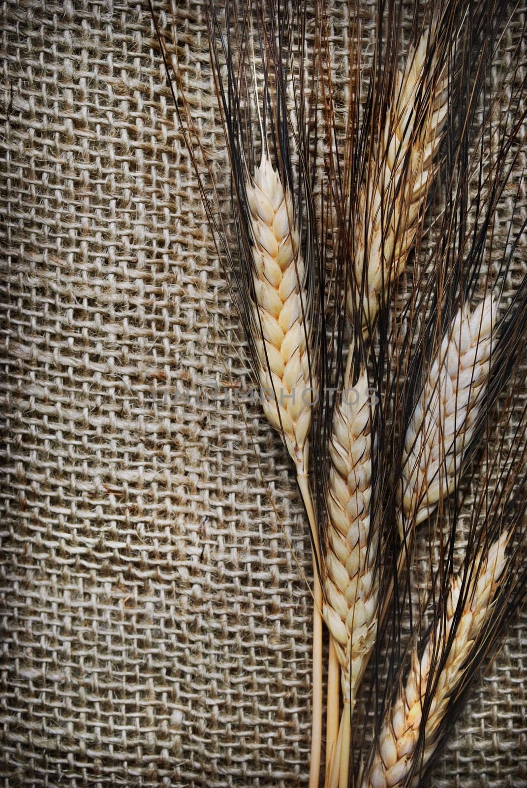 Wheat ears on rough sack material