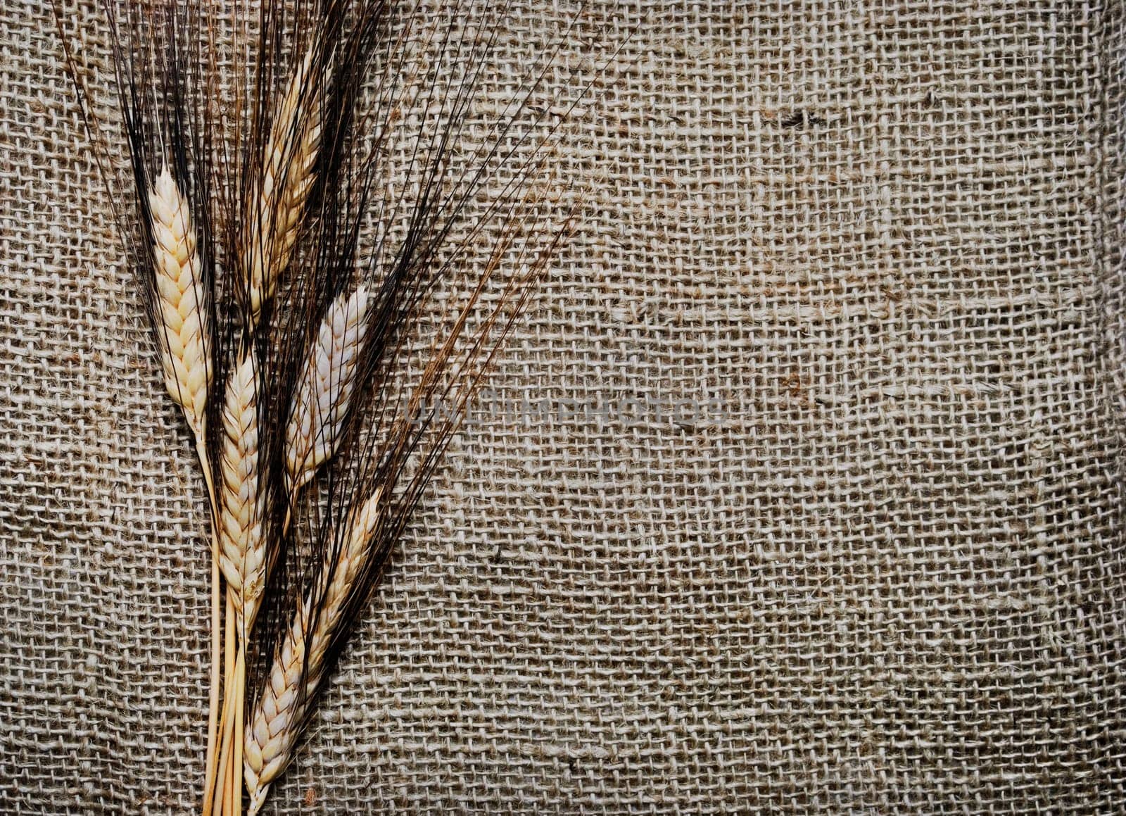.Wheat ears on rough sack material