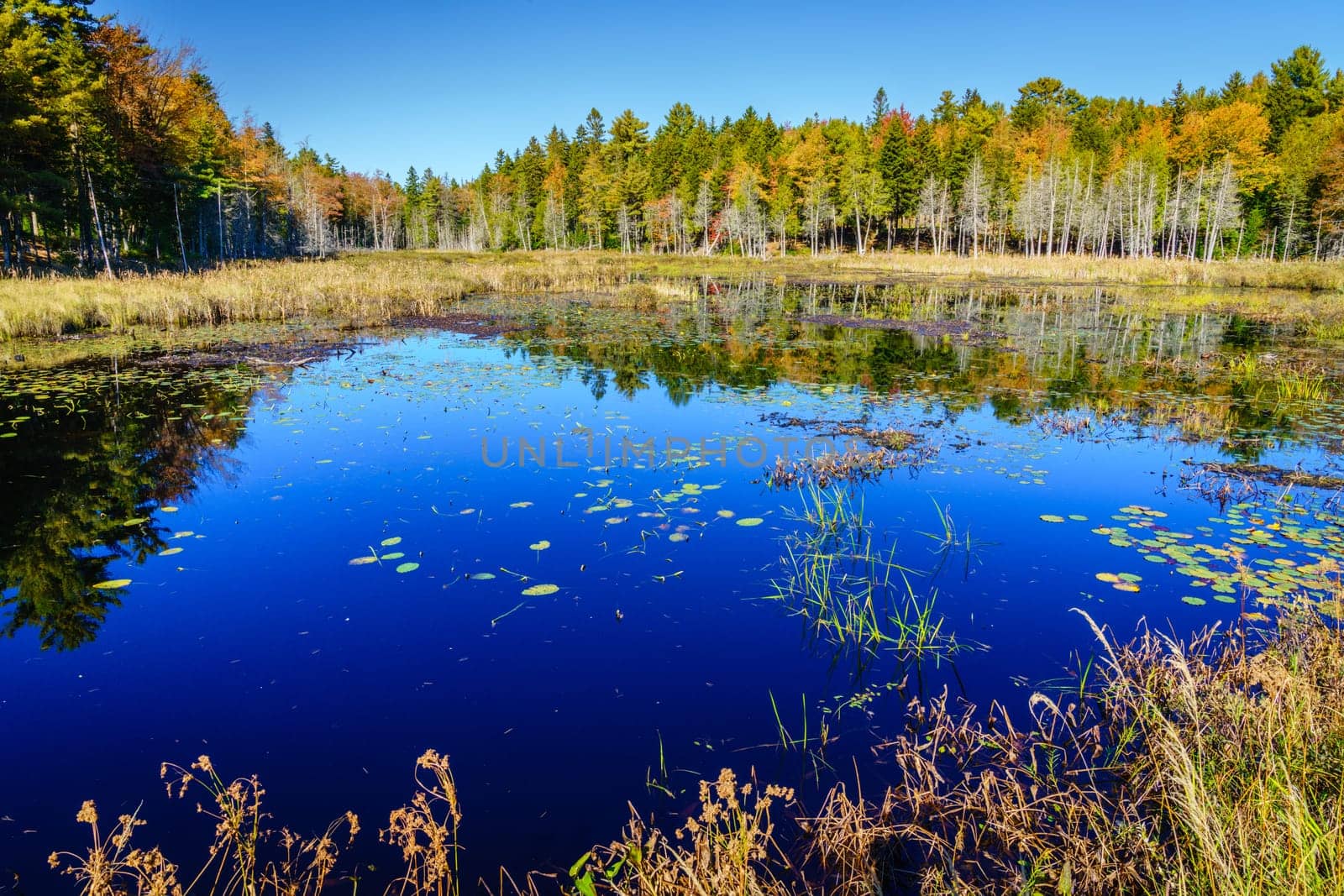 Scenic view of a small pond and marsh in Acadia National Park in fall