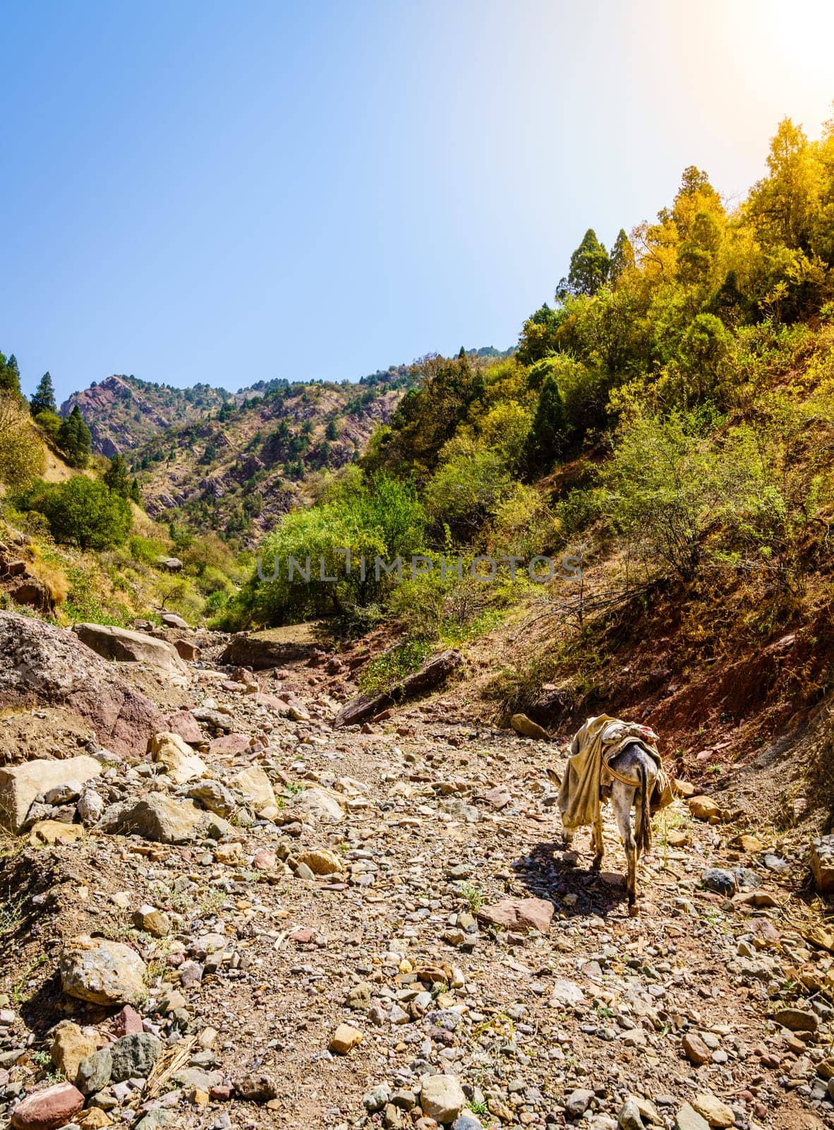 Pack mule is walking along a rugged trail in Hissar Valley in Tajikistan