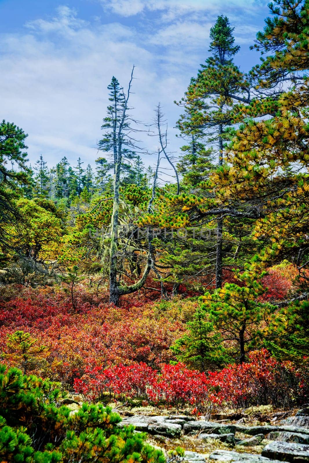 Fall scenery by the Wonderland Trail in Acadia National Park in Maine