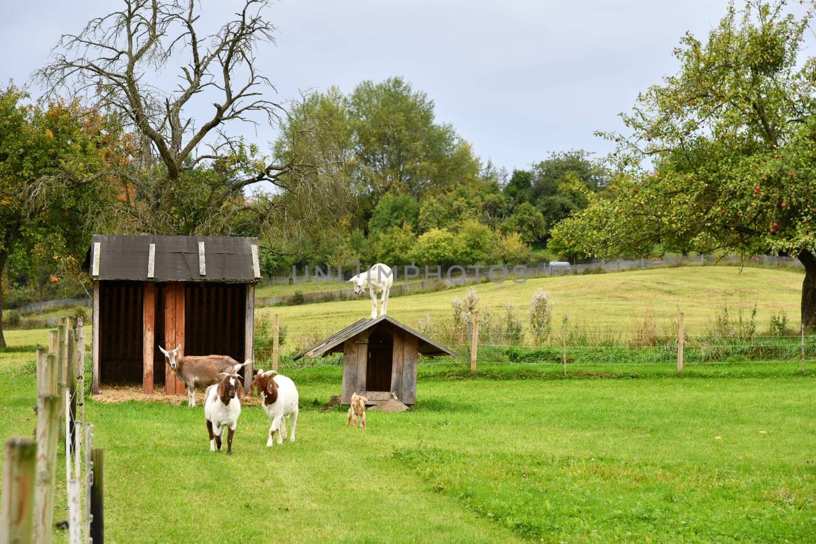 Domestic goats on the pasture