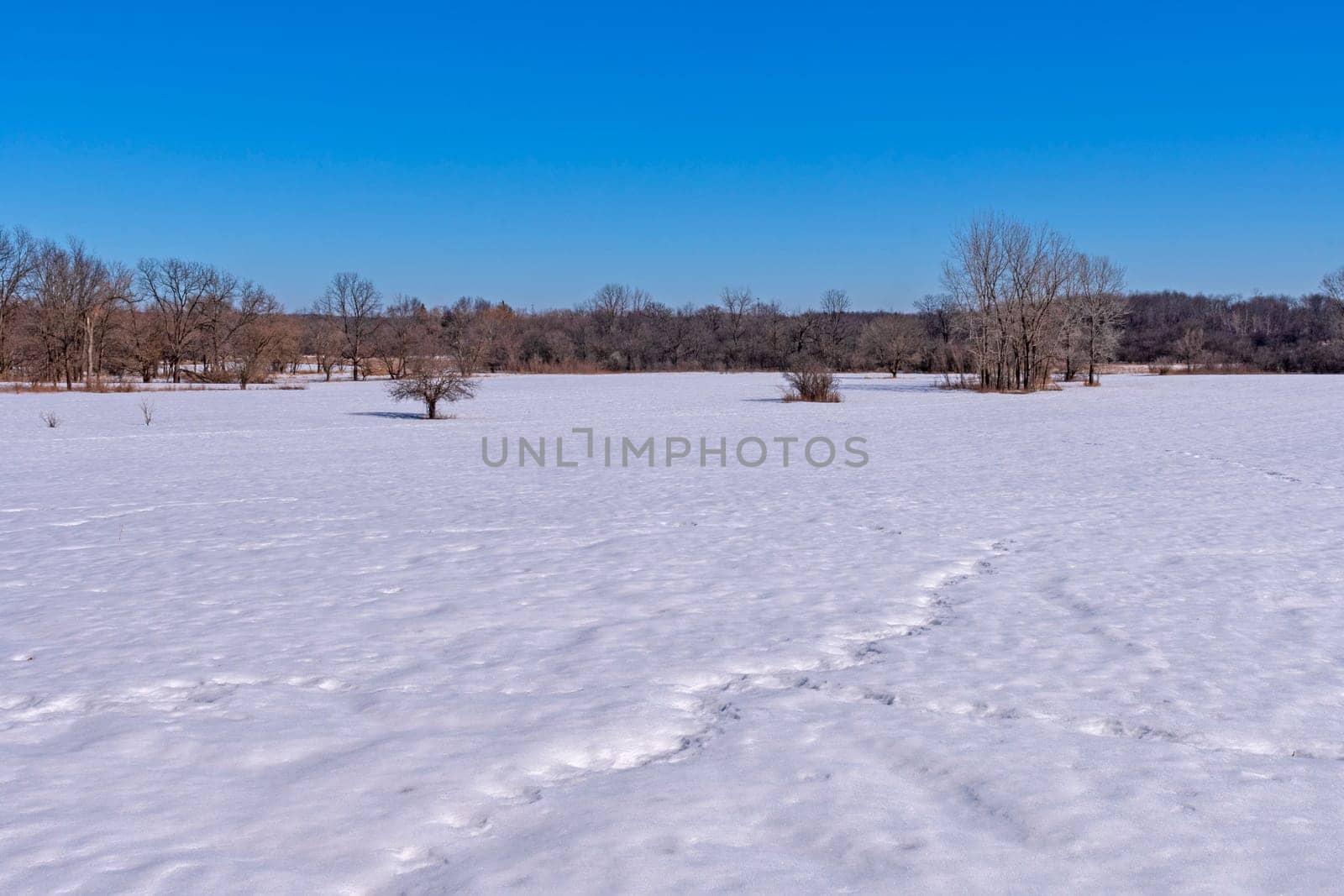 Savannah Prairie in a Blanket of Snow in the Crab Tree Nature Preserve in Illinois