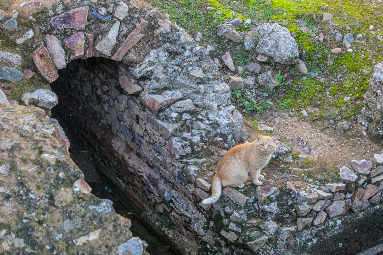 Merida, Spain - Dec 12th, 2020: Stray chubby cat at Amphitheatre House baths or thermae. Merida. Extremadura, Spain