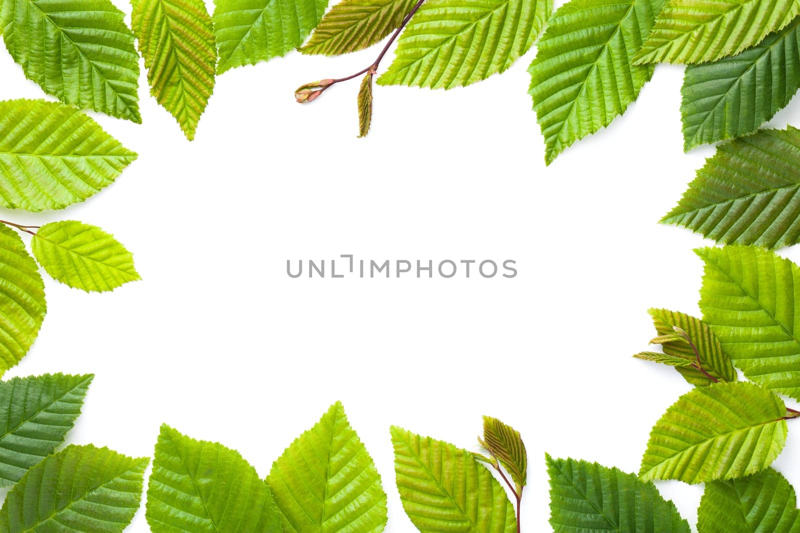 Leaves frame. Hornbeam leaves isolated over white background. Flat lay, top view