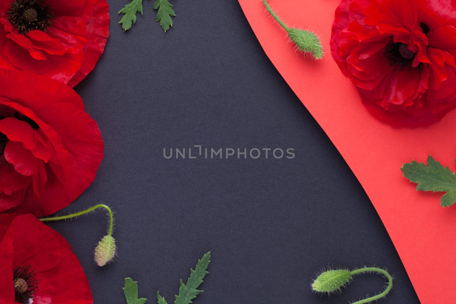 Poppy flowers composition on dark paper background. Empty space for text. View from above. Flat lay
