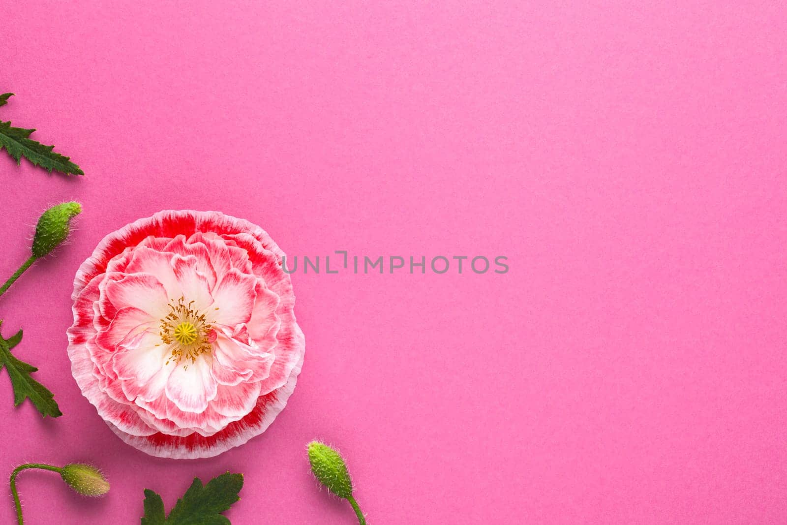 Pink paper background with pink poppy flower. Empty room for text. Top view