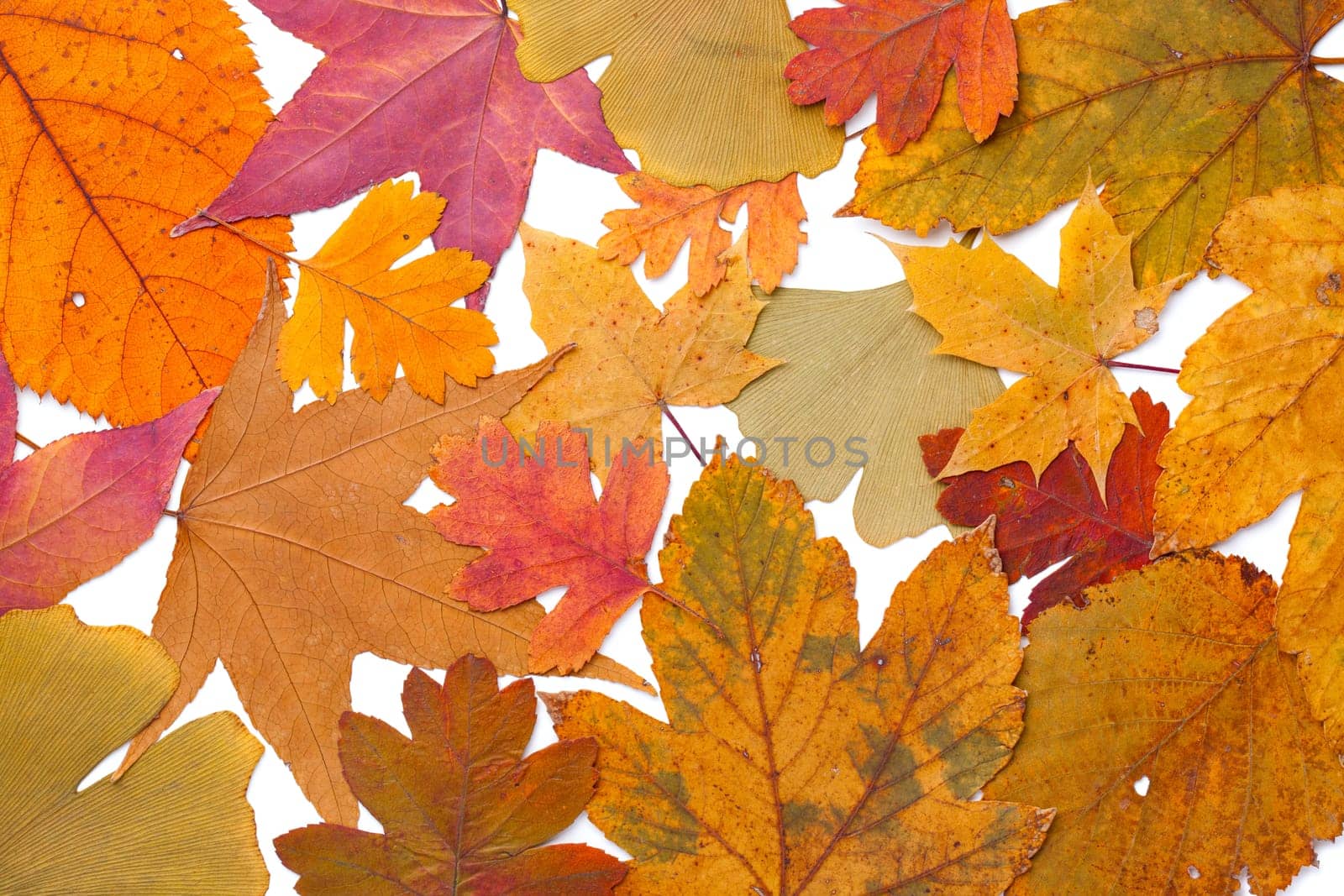 Colorful autumn leaves background. Flat lay, top view