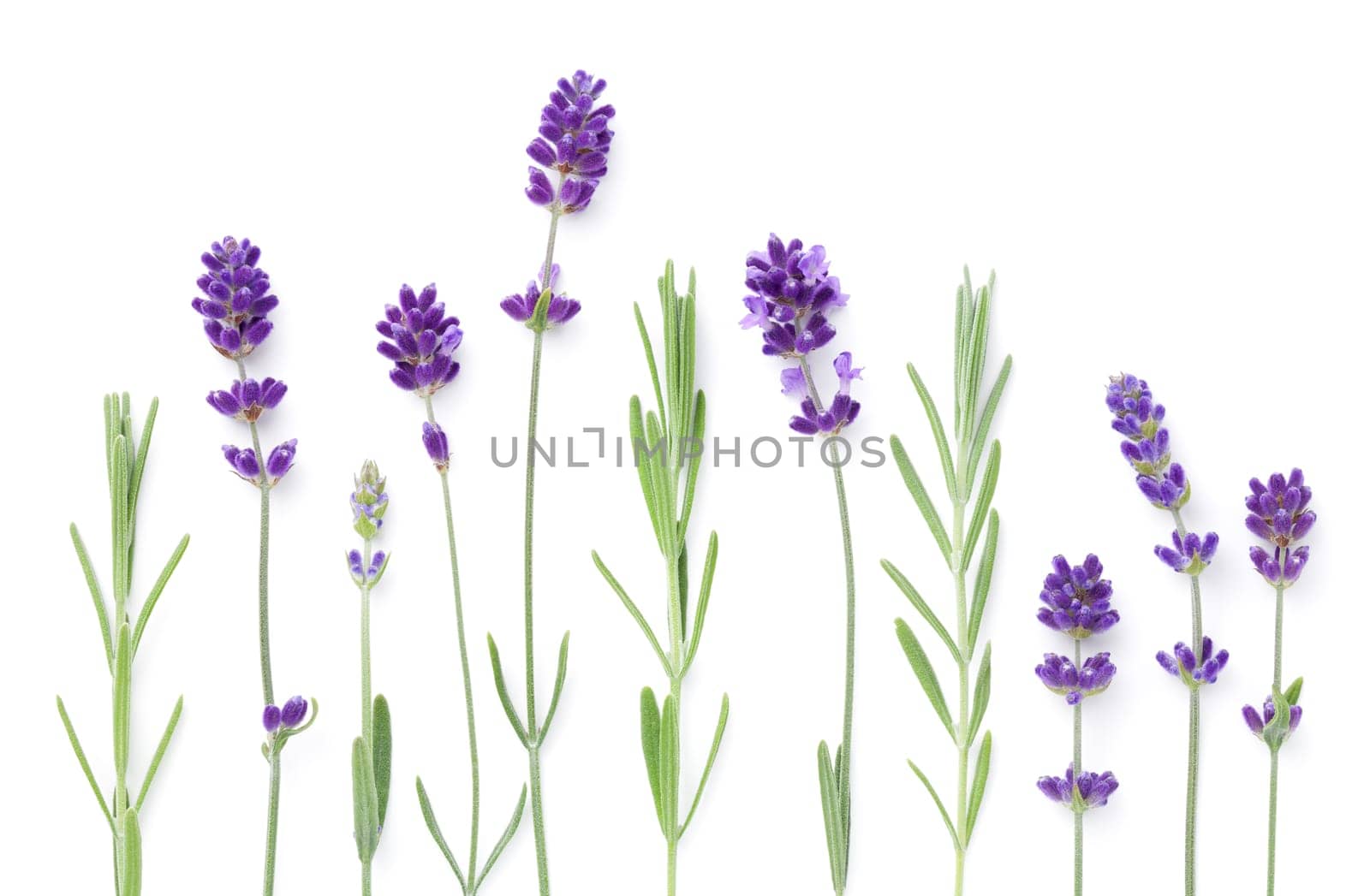 Set of lavender flowers isolated over white background. Flat lay. Top view