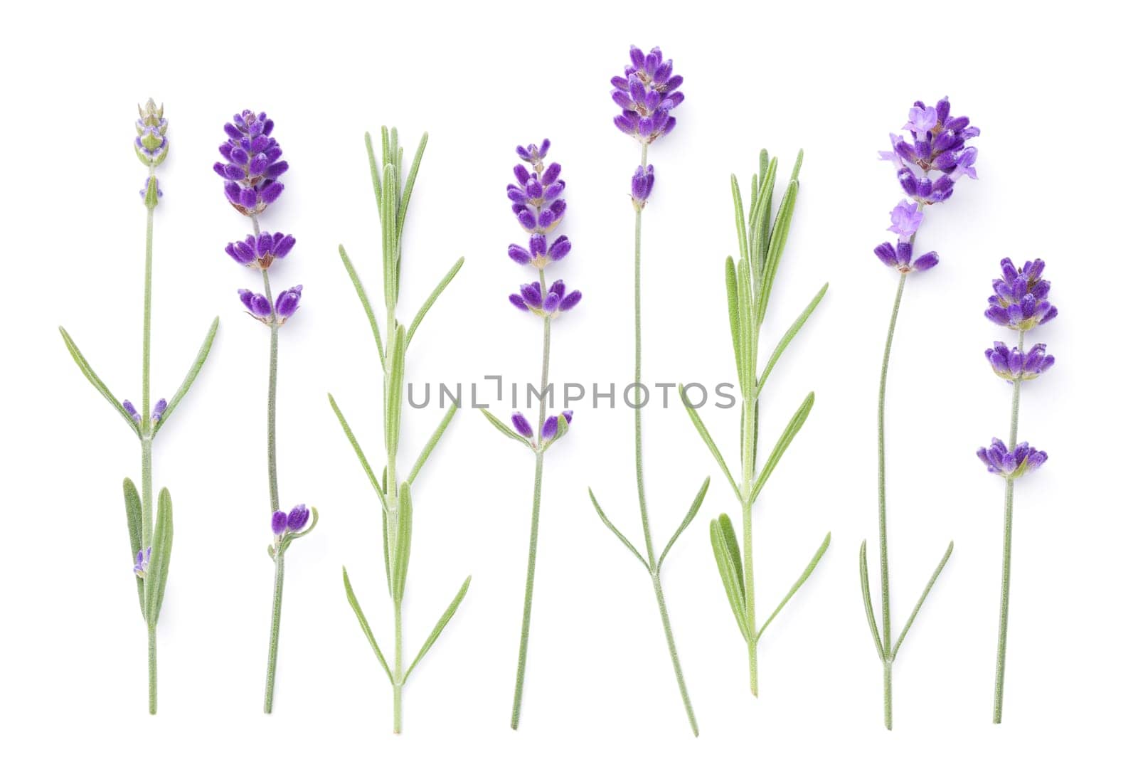 Set of lavender flowers and leaves isolated over white background. Top view